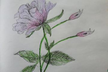 ��������� ������� ����� "�������"